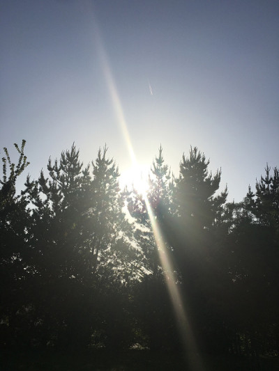 2018年5月，埃克塞特的灰杨树