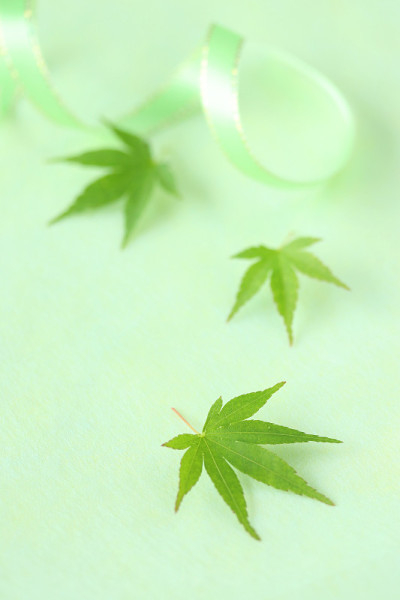 枫绿叶