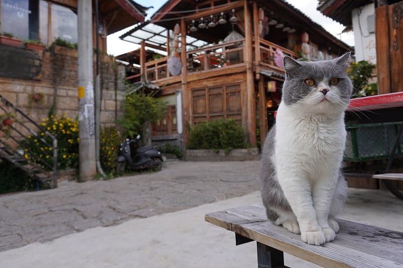 丽江镇的猫看起来很酷。