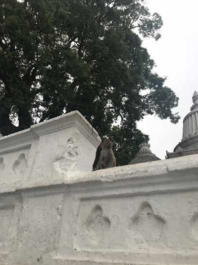 尼泊尔加德满都Pashupatinath寺庙的猴子