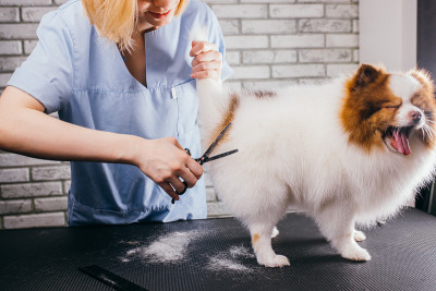 梳理狗。宠物美容师在美容院用剪刀剪毛
