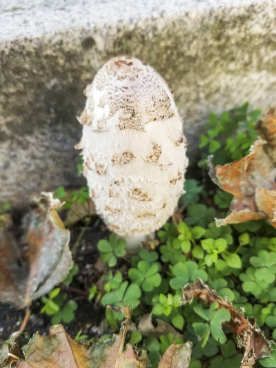 蓬松的墨水帽，律师的假发，或者蓬松的蘑菇
