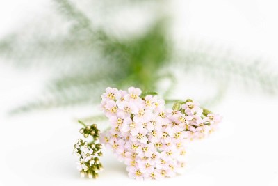 千叶蓍花的成分，气味鲜美