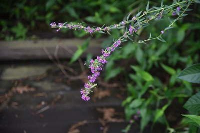 千屈菜的花。