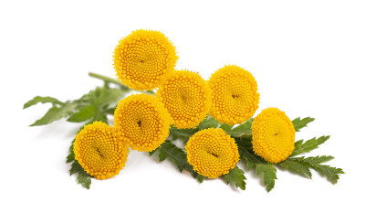 常见艾菊