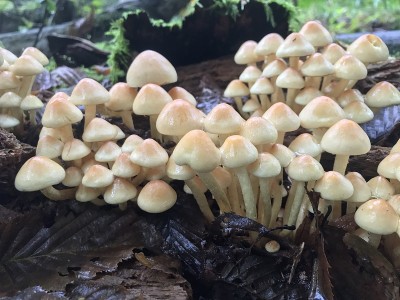 蘑菇