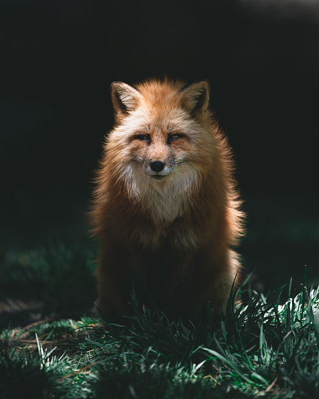 狐狸