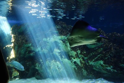 海洋水生生物