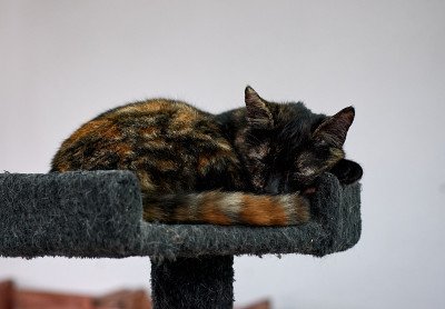 一只可爱的玳瑁猫依偎在猫树上睡觉