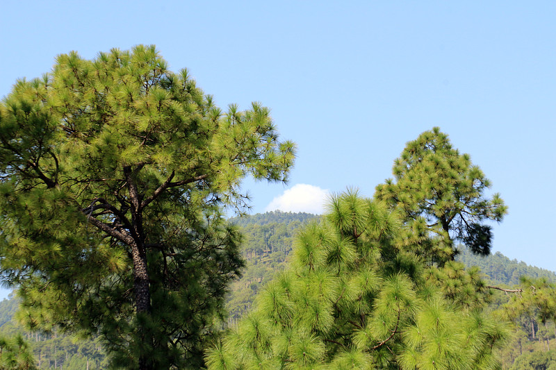 郁郁葱葱的松树林和美丽的风景，帕特里塔，新穆里，巴基斯坦旁遮普