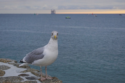 在Warnemünde的海滩上，一只欧洲银鸥