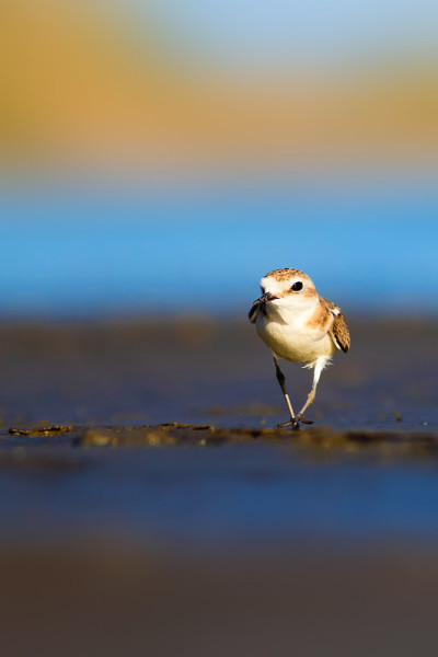 可爱的小水鸟。自然背景。常见的水鸟:肯特鸻。Charadrius alexandrinus。