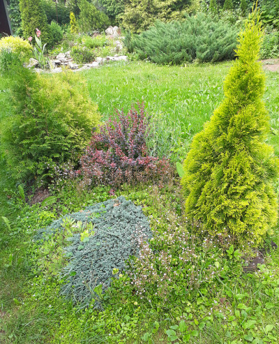 植物和花卉，花坛在公园和乡村，花园和园艺，夏天是如火如荼