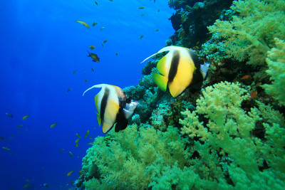 红海Bannerfish