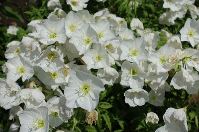6月，粉红女郎们开着许多白色的花