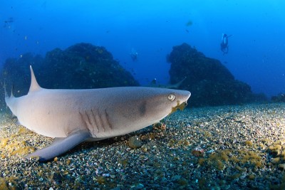 Socorro Island Diving 2017