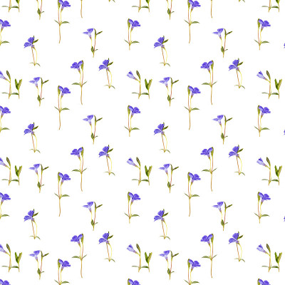 小长春花花
