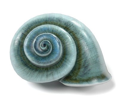 逼真的3d渲染Neverita Duplicata (Shark Eye)