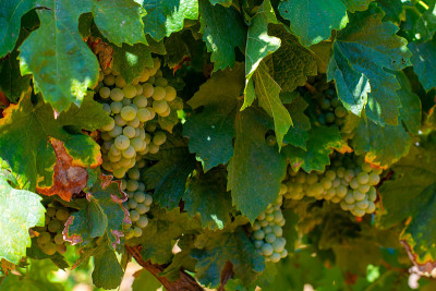 AOC Luberon mountains的葡萄园靠近Apt与老葡萄树干生长在红色粘土土壤，白葡萄酒