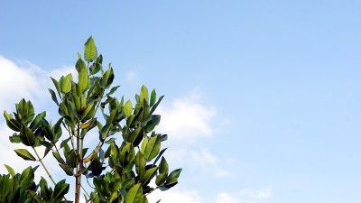 红树林