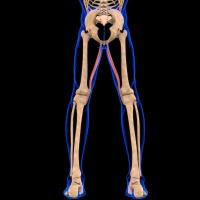 股薄肌解剖医学概念3D插图