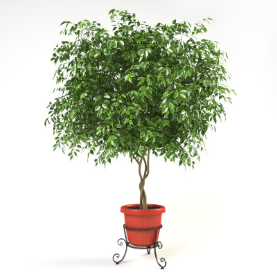 Ficus Benjamina - 3d渲染