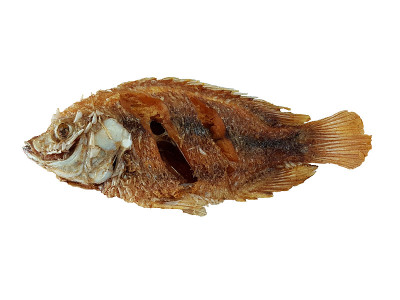 红罗非鱼炒鱼