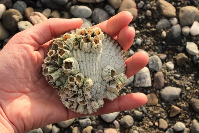 手里拿着一只藤壶壳