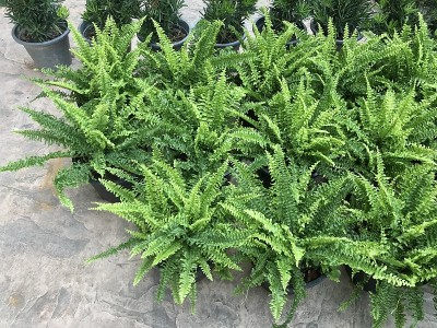 在花盆中生长的狐尾蕨或芦笋