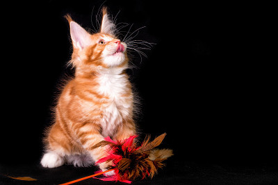黑色背景上的缅因猫。