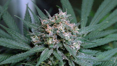 Glueberry