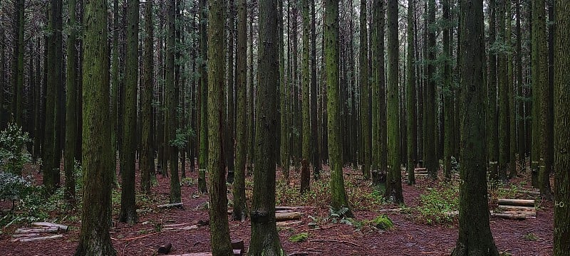 济州岛沙约尼森林