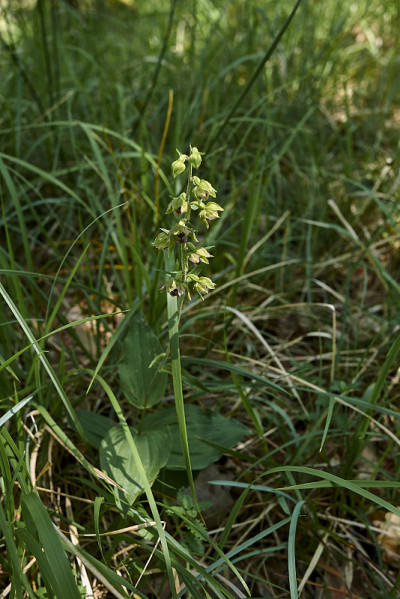 Helleborine epiipactis盛开