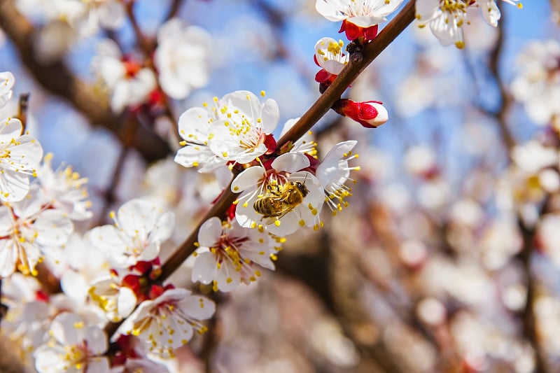 蜜蜂在花园里给幼树的花朵授粉，蜜蜂采集