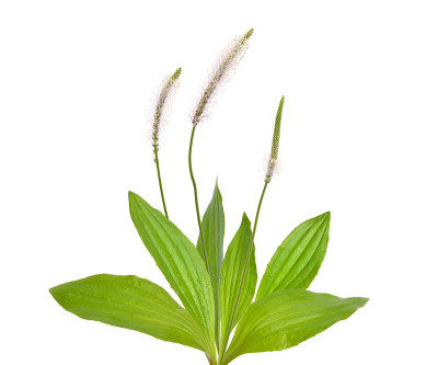 车前草，又称老车前草。在白色背景上隔离
