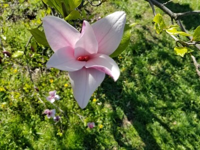 春天盛开的木兰