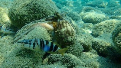 普通章鱼(octopus vulgaris)狩猎