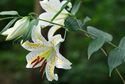 莉莉花