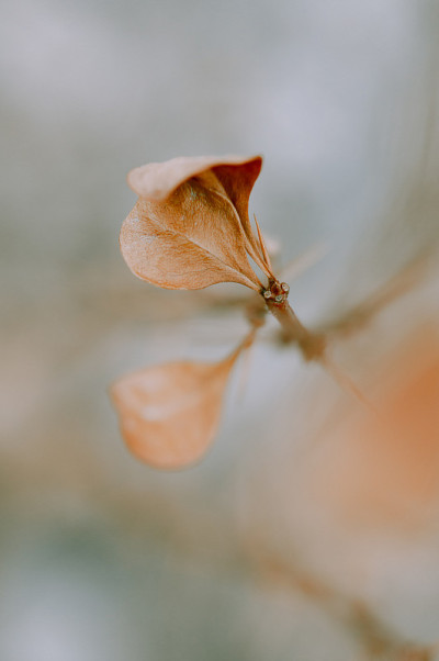 伏牛花