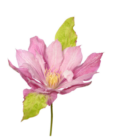 铁线莲的花
