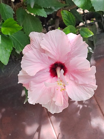 芙蓉罗莎
