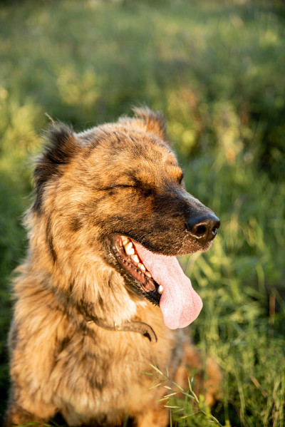 亚洲牧羊犬是一种对领地和群体保护非常忠诚的狗。