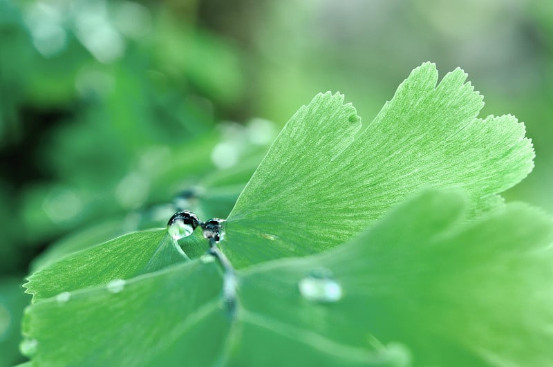 蕨叶上的露水。