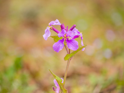 春花系列，野地野花