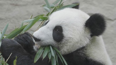 熊猫走在绿草的背景上