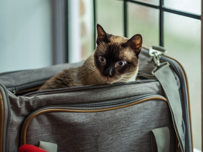 一只暹罗猫从笼子里往外看
