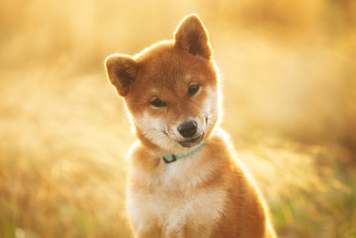 美丽的年轻红柴犬小狗坐在户外的草地在金色的日落