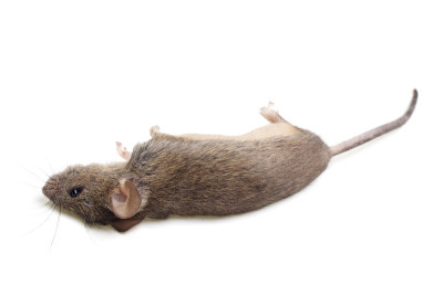死老鼠