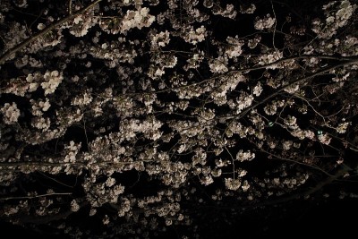日本横滨大冈河边的樱花
