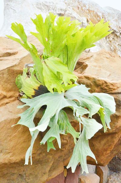 Polypodium polycarpon
